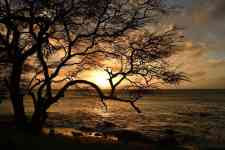 Kailua-Kona: Sunset, beach, tree