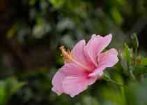 Kailua-Kona: flower, Hibiscus, hibiscus flower