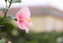 Kailua-Kona: Hibiscus, beautiful flowers, hibiscus flower