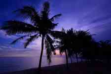Kailua-Kona: Sunset, palm trees, beach