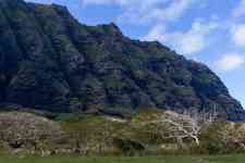 Kailua-Kona: Landscape, trees, mountain