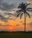Kailua-Kona: Sunset, Palm Tree, horizon