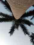 Kailua-Kona: tropical, #coconut, palm