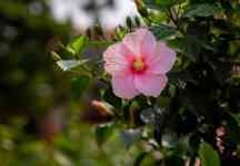 Kailua-Kona: nature, Hibiscus, hibiscus flower