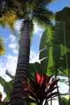 Kailua-Kona: nature, Landscape, Palm Tree