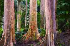 Kailua-Kona: forest, trees, eucalyptus