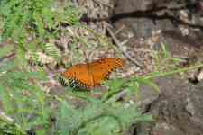 Kailua-Kona: nature, orange, butterfly