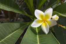 Kailua-Kona: flower, tropical, flower background